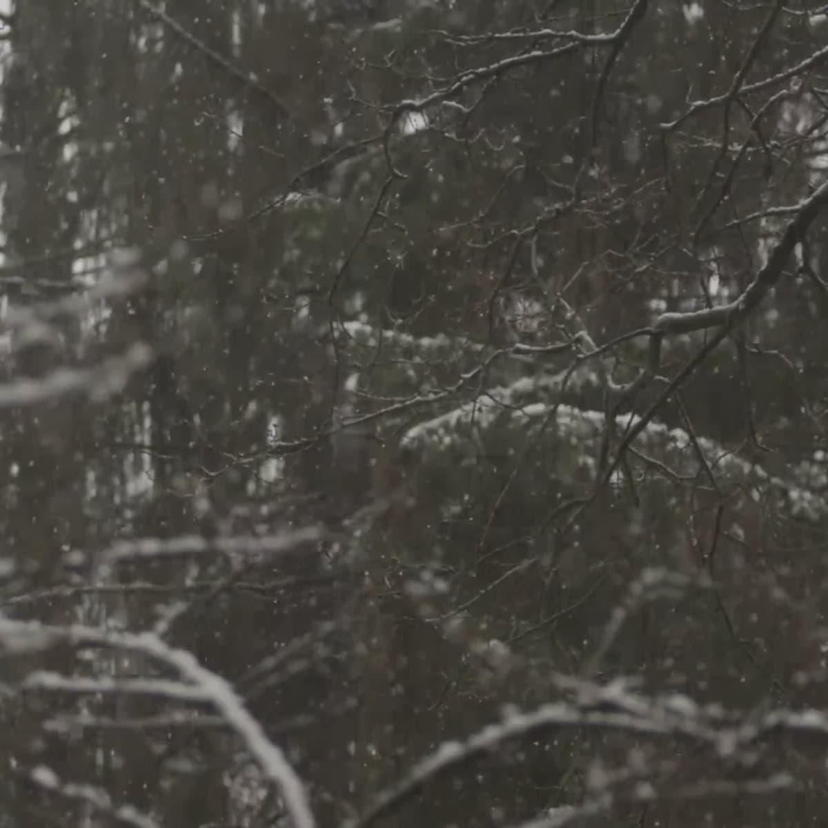 Familiar Feeling cover: snow falling through bare, dark branches in a grey forest